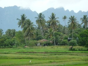 Paddy fields and mountain views