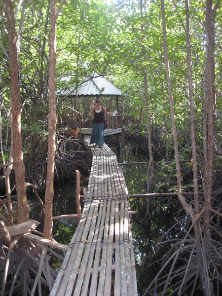 Mangrove forest - Koh Kong