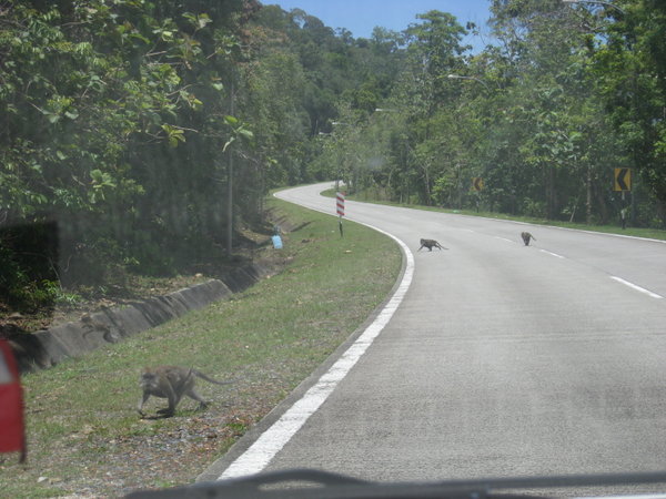 Road monkeys!