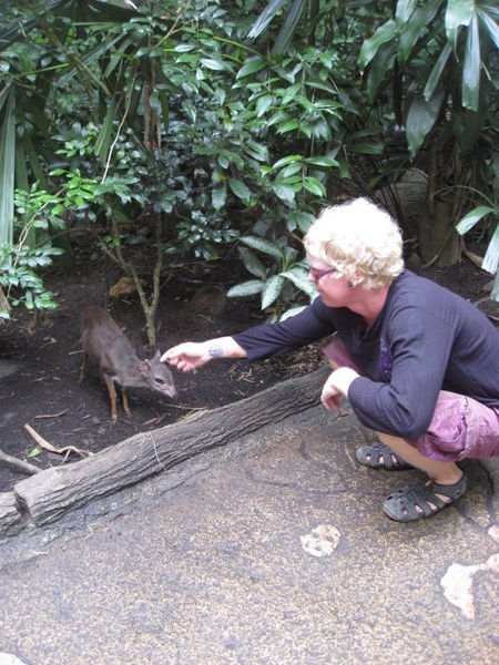 Stroking a Mouse Deer