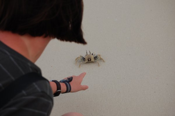 La chasse au crabe