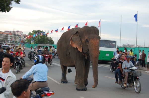 Elephant sur la route