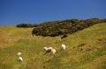Moutons Neo-Zelandais
