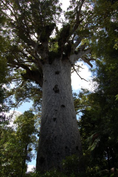 Giant Kauri
