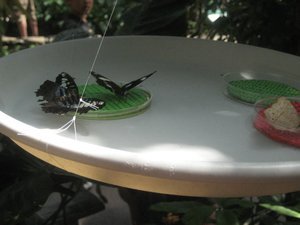Butterflies in dish