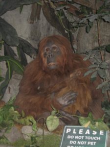 Life-like model orangutan