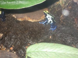 Blue frog close up