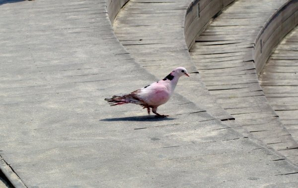 Pink Pidgeon