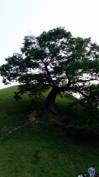 Tree growing out of the tomb