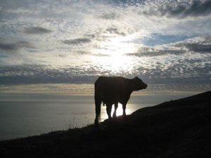 look out for cow on sharp bends near steep cliffs