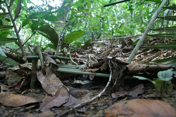 A Snare In The Jungle
