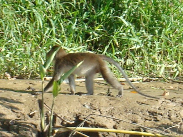 longtailed macaque