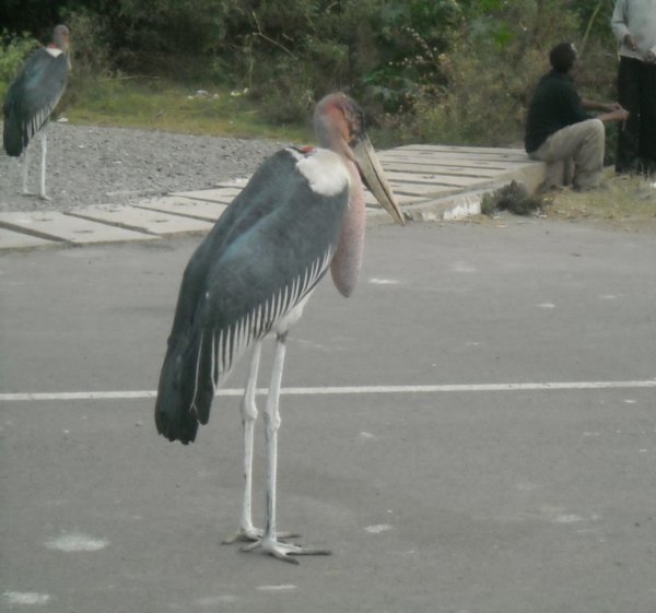 Awassa stork