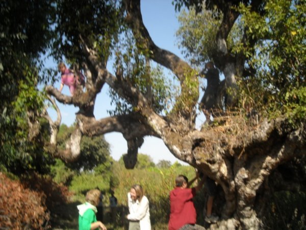 Tree climbing in Bahir Dar