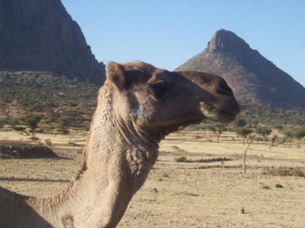 Camel head shot