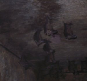 Bats in Axum