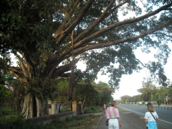 Tree in Awassa