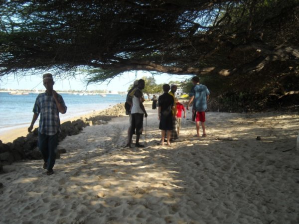 Lamu beach with acacia tree