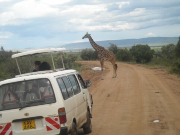 Giraffe on Road