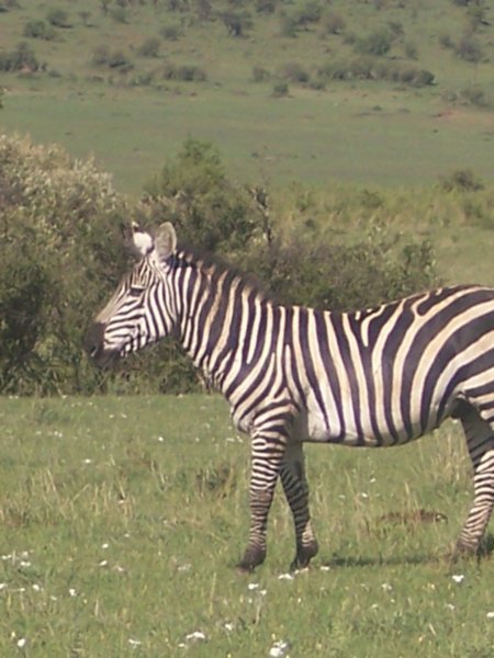 Zebra - 2