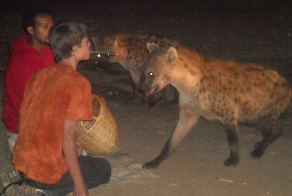 Kovas Feeding Hyenas with Mouth
