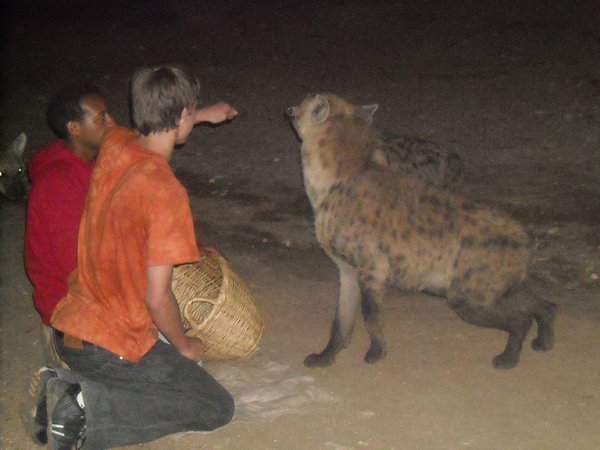 Kovas Feeding the Hyenas with Hand