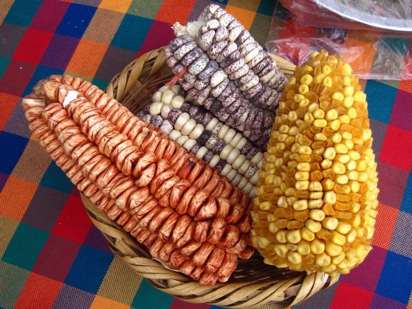Corn used to make Chicha
