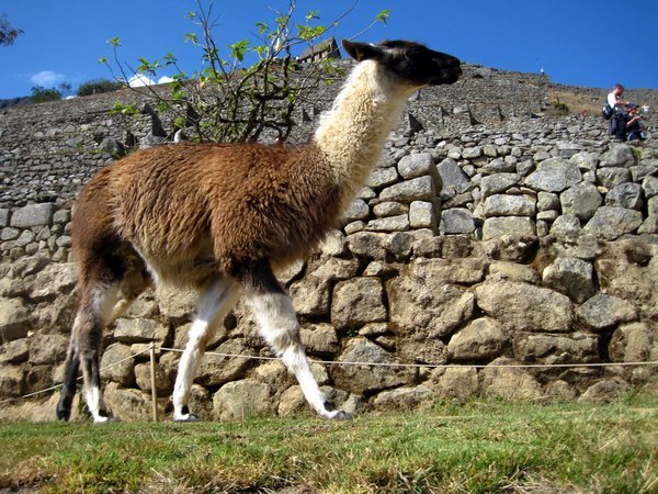 Llama grazing on the grounds | Photo