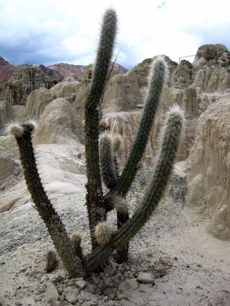 Cactus at the Valley of the Moon