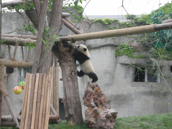 Panda cub