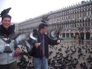Attack of the killer pigeons