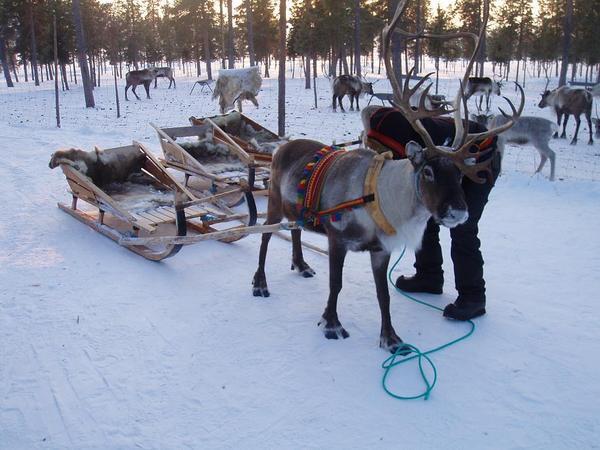 Reindeer Ride