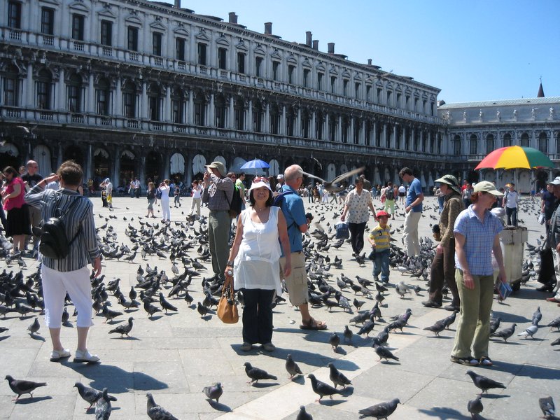 amongst the pigeons