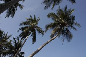 palms and sky