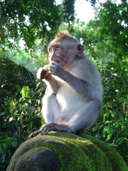 Mohican monkey 2