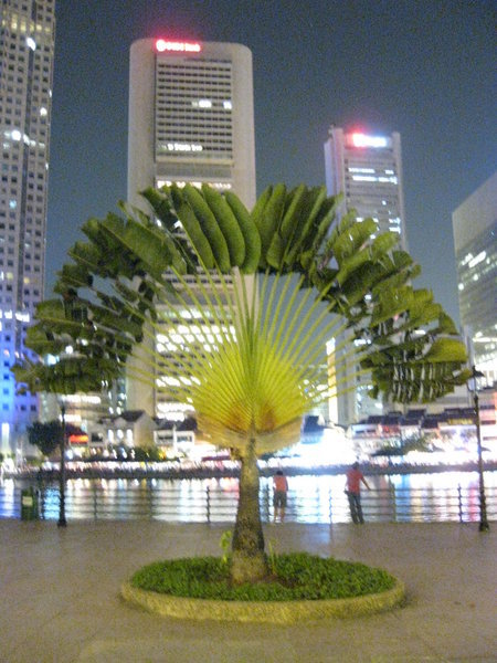 Lovely fan Palm Tree