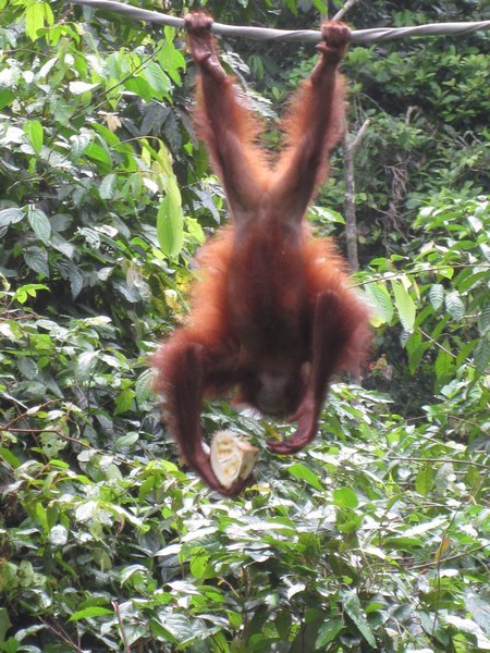 Feeding Orangutans are amazing
