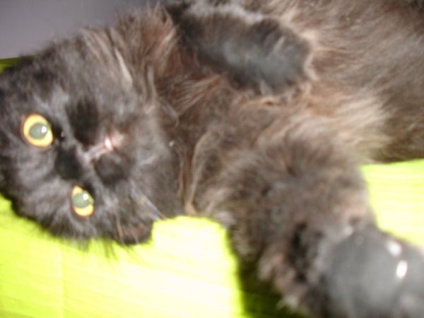 Negrita (Little Blackie), our cat