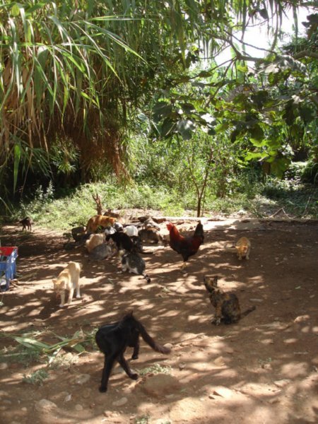 Chickens and Cats