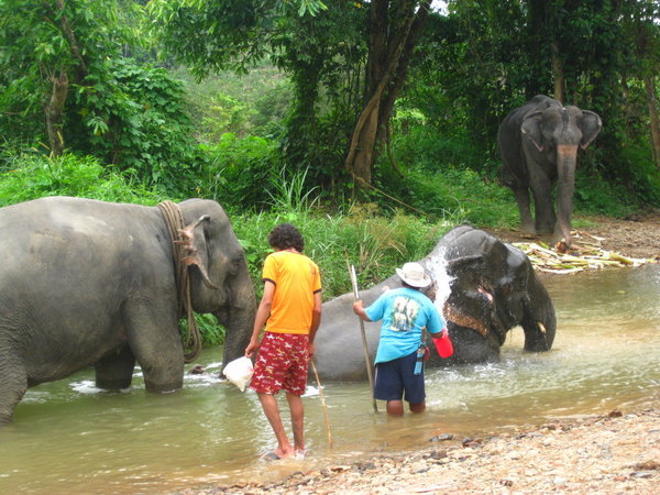 Le bain des elephants