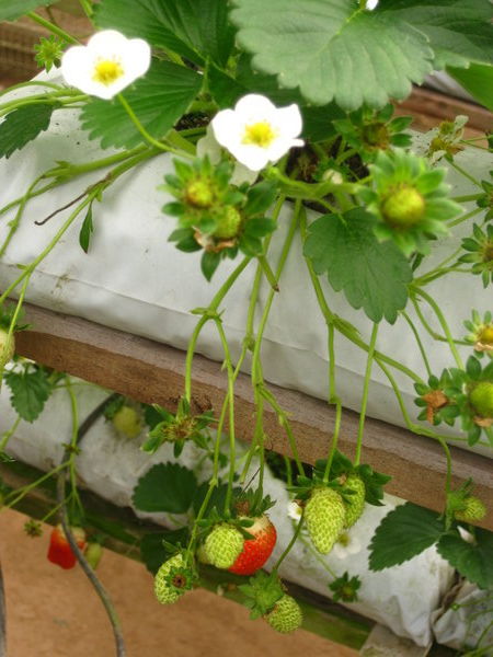 plantation de fraises