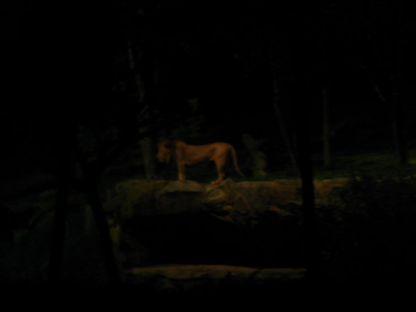 Safari de nuit au zoo de Singapour