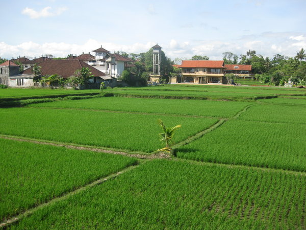 vue sur les rizières depuis notre chambre d'hôtel