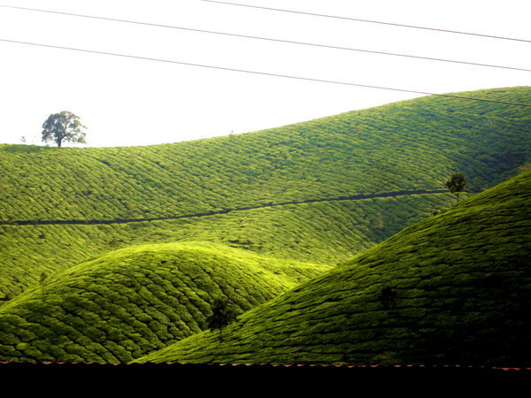 the tea hills