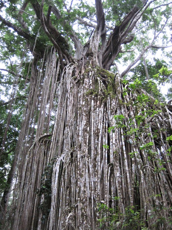 Giant Fig Tree | Photo