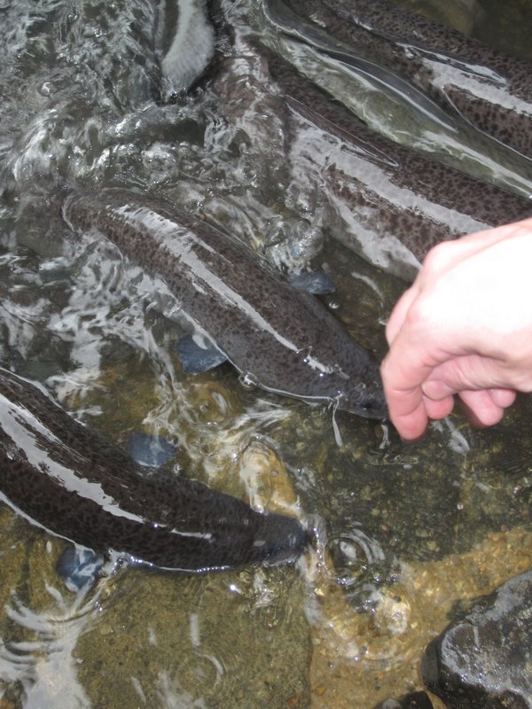 Feeding Eels