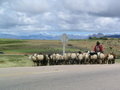 Shepherd to Sucre