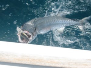 Les dents de la mer. Un agressif barracuda