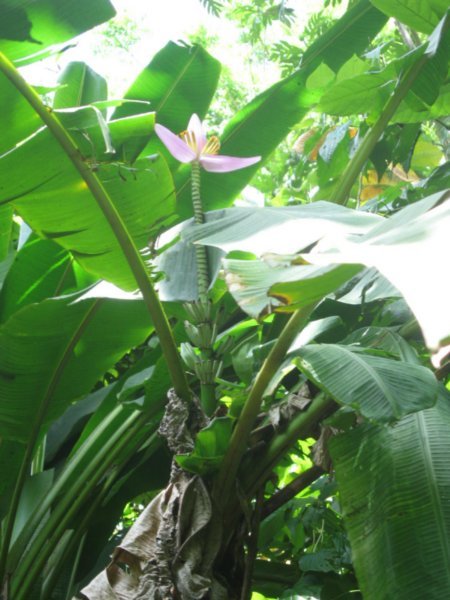 Fleur de bananier et le régime de bananes en croissance, la Soufrière, Sainte-Lucie