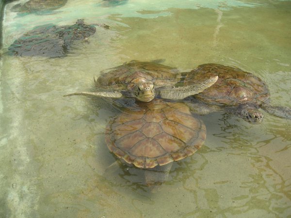 Bequia  Élevage de tortues